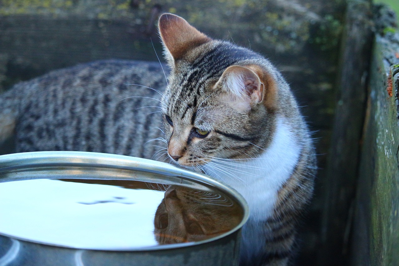 chat eau