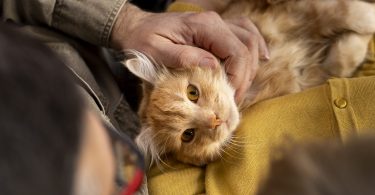 mutuelle chat garanties privilegier
