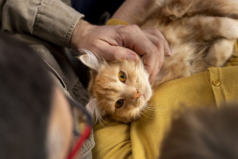 mutuelle chat garanties privilegier