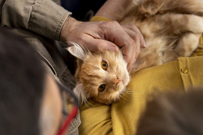 mutuelle chat garanties privilegier